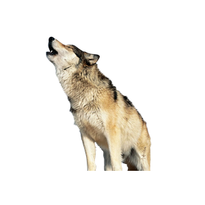 Wolf PNG-23207